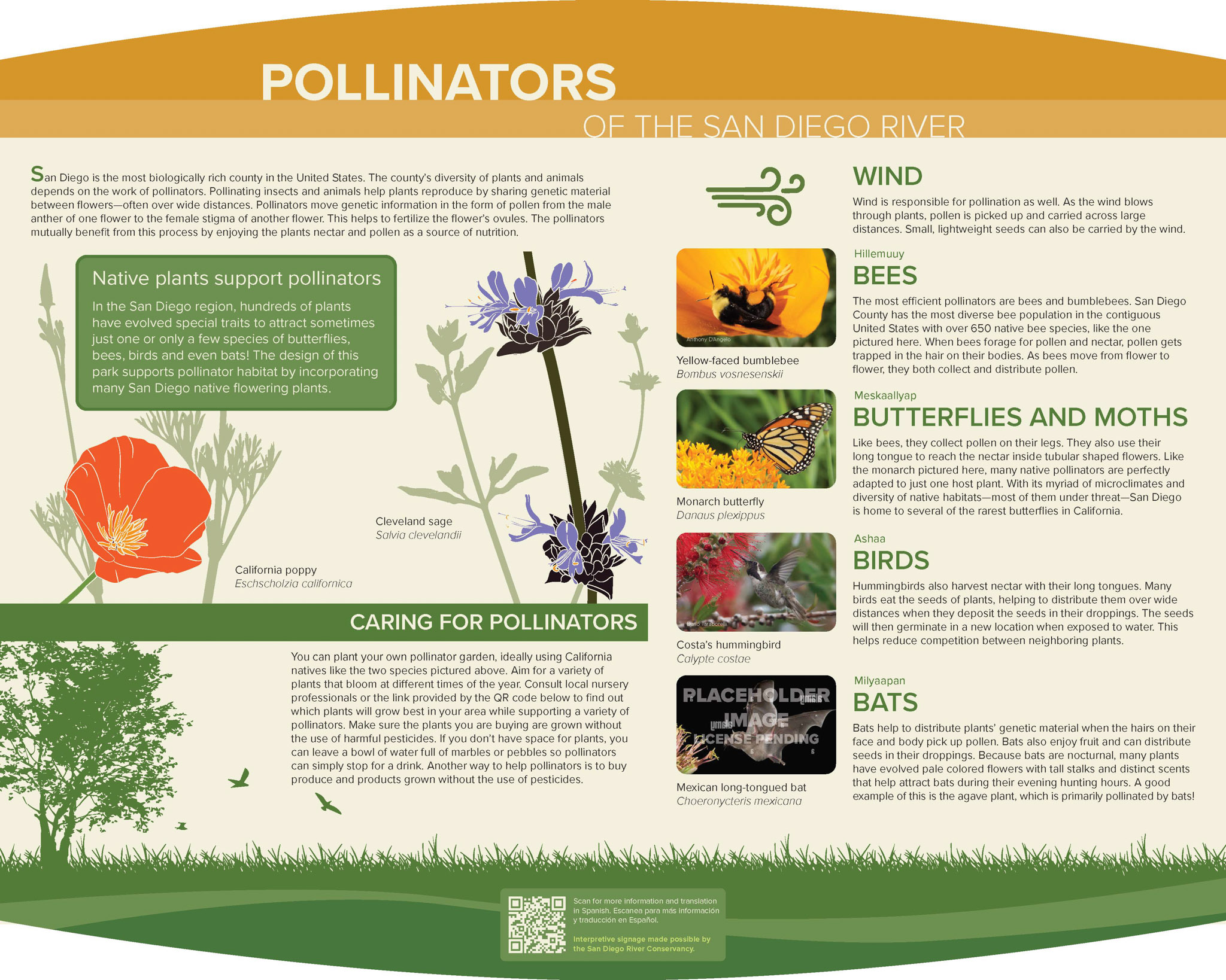 Pollinators of the San Diego River Panel